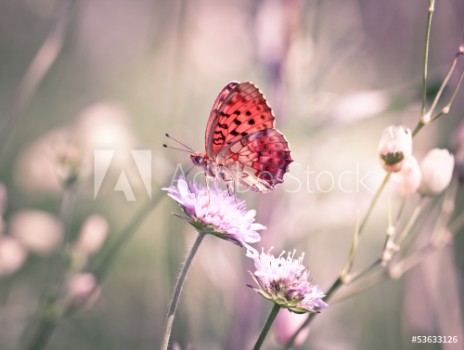 Bild på Butterfly on the wildflower